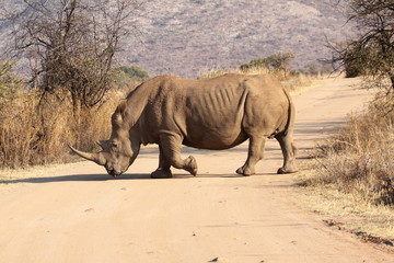 Fototapeta premium White Rhino crossing the road