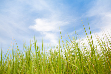 Fototapeta premium green grass and blue sky