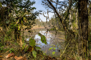 Deep forest in Nepal jungle (Chitwan).