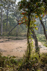 Small lake in Royal Chitwan, Nepal.