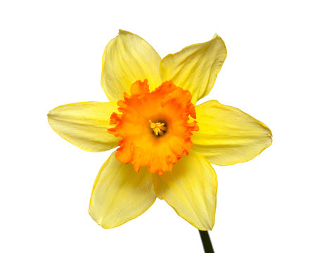 Flower of a narcissus on a white background
