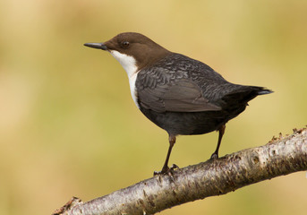 Dipper on a branch