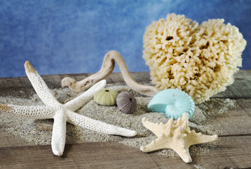 summer concept with seashells selection