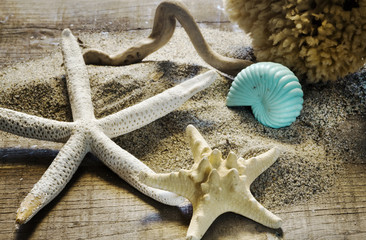 summer concept with seashells