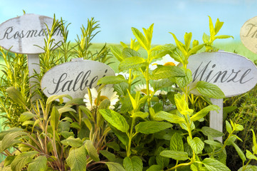 Gartenkräuter