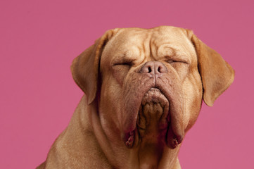 French Mastiff Dog with eyes closed - Powered by Adobe