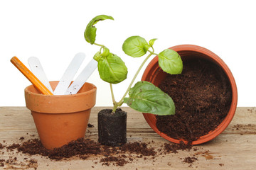 Plug plant