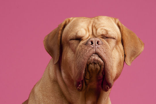 French Mastiff Dog with eyes closed