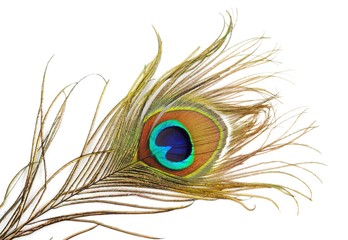 Obraz premium Peacock feather