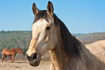 Obraz premium Chevaux