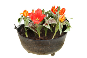Tulips