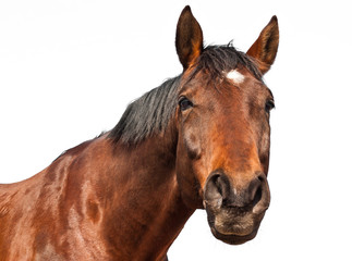 Obraz premium Cheval - Fond blanc