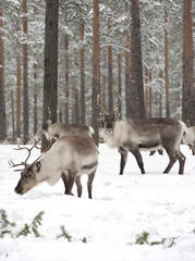 reindeer - 40278743