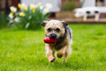 Border Terrier Running