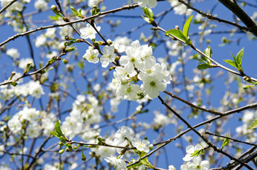 blooming apple tree branch on background of sky