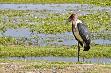 Marabu stork