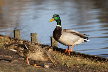 Erpel und Ente am Seeufer – Stockentenpaar bei sonnigem Wetter in der Natur