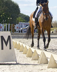 dressage horse and rider