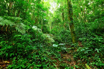 Selbstklebende Fototapeten Tropische Regenwaldlandschaft © leungchopan