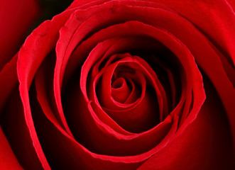 close up red rose