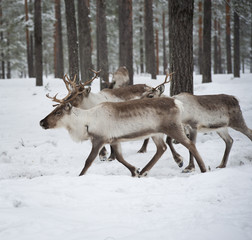 reindeer