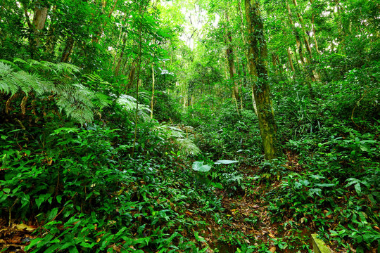 Fototapeta Tropical Rainforest Landscape