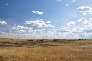 Herd of zebras