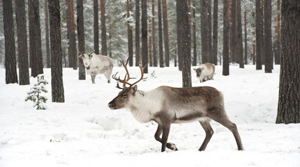 Obraz premium reindeer