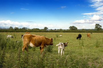 Fototapeta na wymiar Herd of cows.