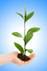 Green seedling in hand isolated on white