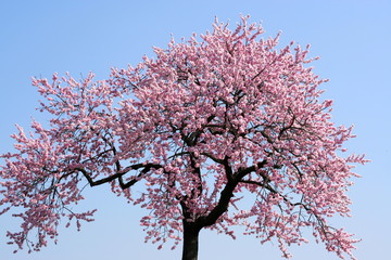 Mandelblüte