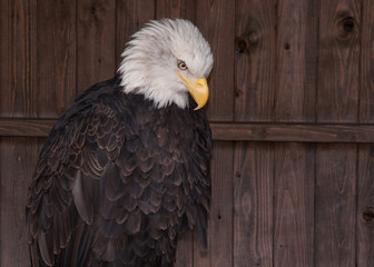 Bald eagle against wooden door