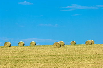 Straw rolls under blue sky on Montana field