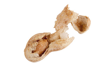 Peanut
