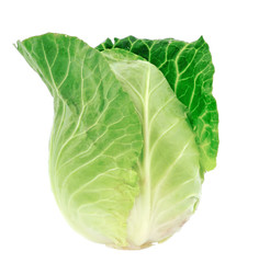 Obraz premium cabbage on white background