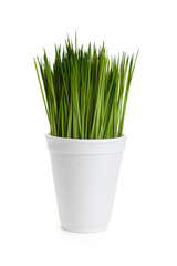 Green grass and Disposable cup