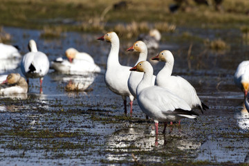 Snow Goose