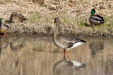 White fronted Goose