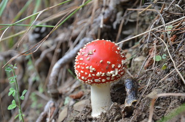 Champignon amanite tue mouche