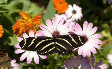 Zebra Longwing Butterfly