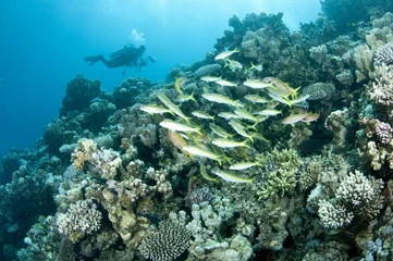 Fototapete underwater photographer swims over coral reef © JonMilnes