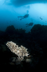 coral and shillouetted scuba diver