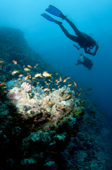 Fototapeta na wymiar shilouetted scuba divers swim over reef