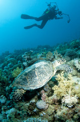 Fototapeta na wymiar underwater photographer with turtle