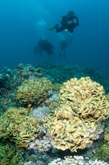 Naklejka na ściany i meble scuba divers over coral reef