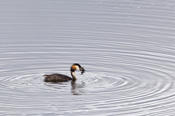 Great Crested Grebe