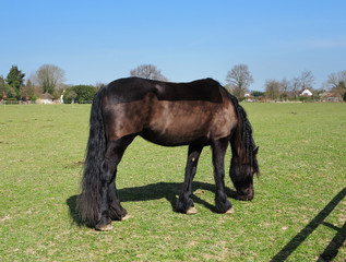Grazing Bay Horse with Plaited Mane