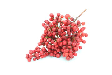 Bacche rosse di Nandina domestica - Nandina berries