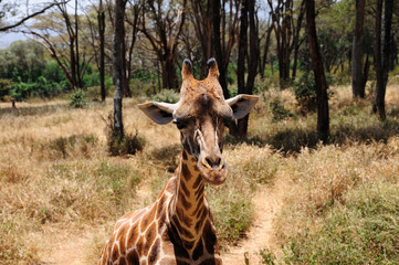 Rothschild giraffe