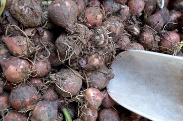 cipolle